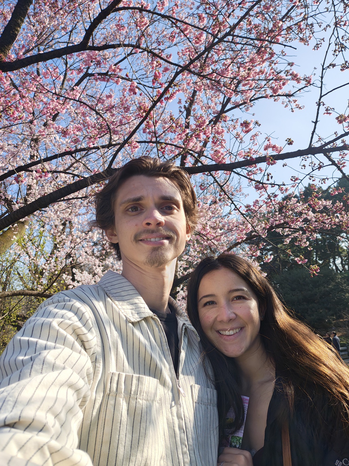 Under cherry blossoms in Japan